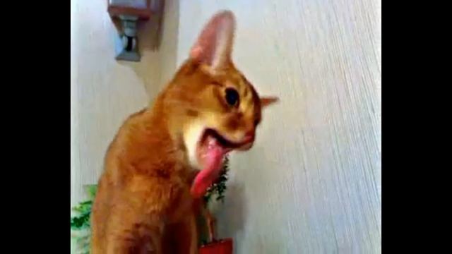 ✅5 ЛАЙФХАКОВ С ШОКЕРОМ на что способен электрошокер смотреть онлайн