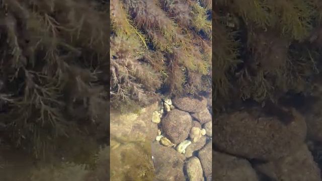 #крым Черноморское. Скалы.Вот такая чистая вода. смотреть онлайн