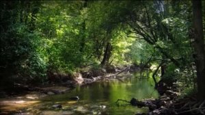 "А по лесу я иду" 1 час