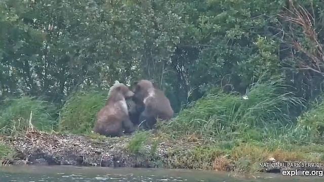 Медвежата решили спрятаться в лесу #Katmai National Park, Alaska 2023 смотреть онлайн
