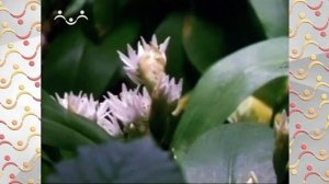 Шишкин Лес.  Весна