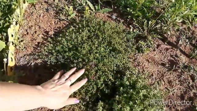 Мои заросли в начале лета. Расчистка участка. смотреть онлайн