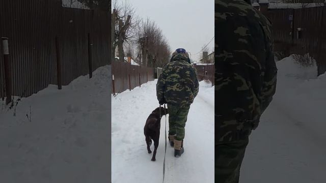 Команда "Рядом" теперь он меньше тянет... #собака #собака #лабрадор #щенок #дрессировка #лабрик # смотреть онлайн
