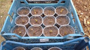 РАССАДА КЛУБНИКИ?РЕАНИМАЦИЯ И ПОДГОТОВКА?