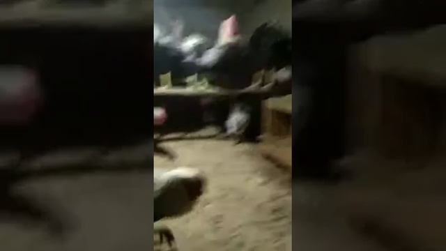 Юрловские голосистые петухи смотреть онлайн