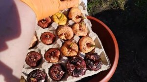 Гладиолусы  Мобильные клумбы.Посадка в горшки на улице.