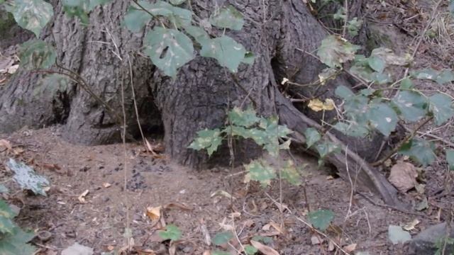 Лесные полёвки смотреть онлайн