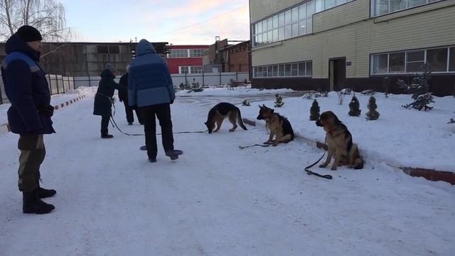 ДТ - 253. Ускоренный спец курс повышенной сложности с немецкими овчарками. 3 сезон Урок 8. смотреть онлайн