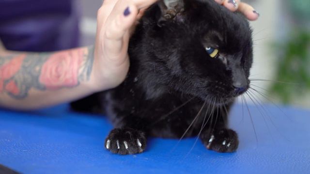 Do you like black cats? Be sure to watch this video!😻🛁✂️❤️ смотреть онлайн