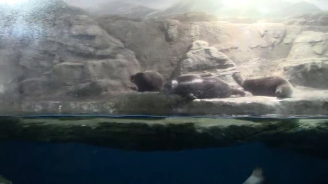 Байкальская нерпа в Москвариуме смотреть онлайн