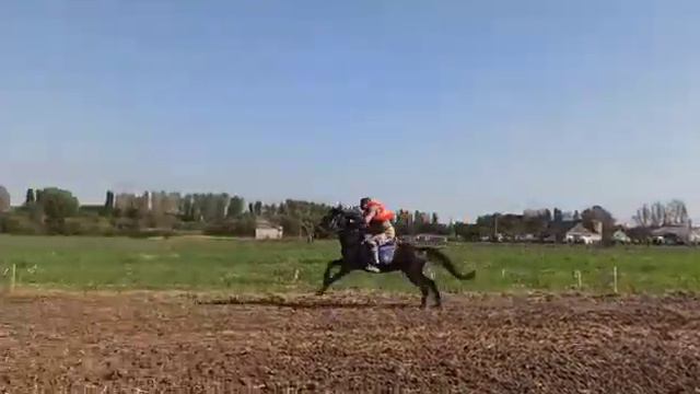 Скачки в Динской. Архив