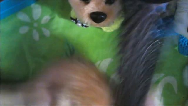 Символ Года 2018 часть 1 смотреть онлайн