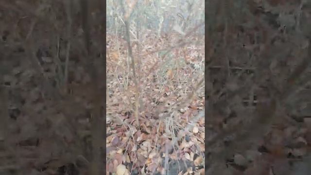 Кизильник блестящий (живая изгородь) смотреть онлайн