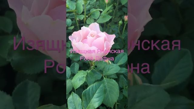 ЯПОНСКАЯ РОЗА ДАФНА