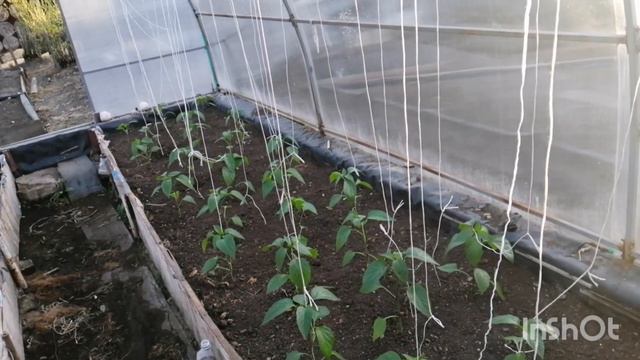 11.05.21 Похудела не спеша на 17 кг за 6,5 месяцев. Влог, огородная кампания, тарелочки. смотреть онлайн