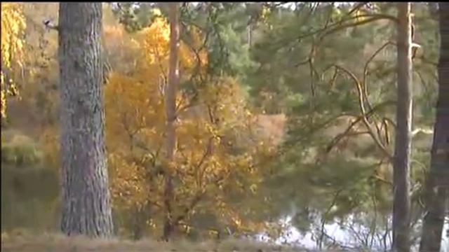 Золотая грусть смотреть онлайн