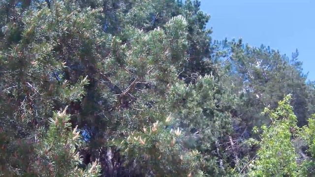 Цветение сосны смотреть онлайн