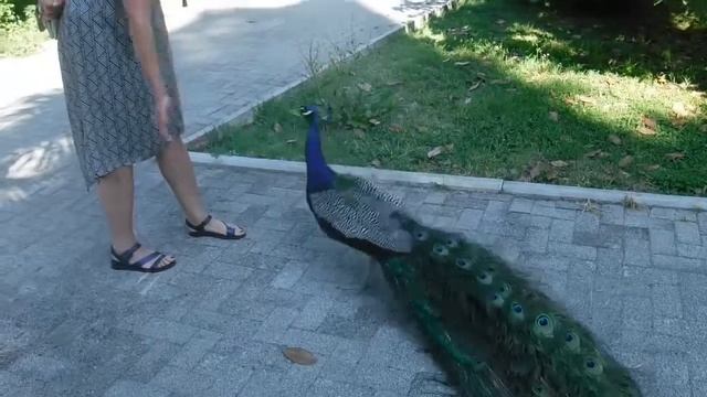 Экскурсия по Айтару.Прогулочное судно Рица. Подводные съемки. Прощание с морем смотреть онлайн