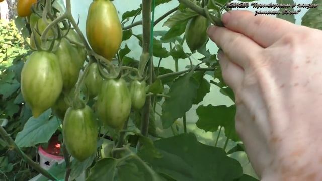 Урожай в Подмосковной теплице на 1 августа смотреть онлайн