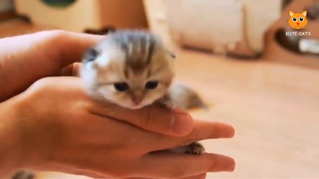 ОЧЕНЬ МИЛЫЕ КОТИКИ смотреть онлайн