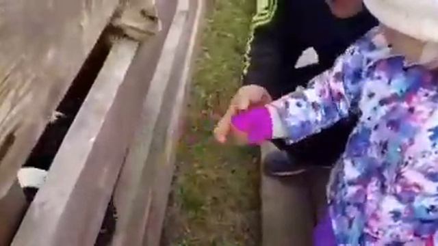 Коза-дереза ЭКО парк!) Красноярск смеющийся козел смотреть онлайн