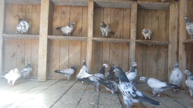 Пакистанские голуби . Ох ,как с ними не просто. смотреть онлайн