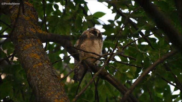 Ушастая сова (Asio otus) смотреть онлайн