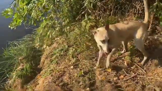 #20 / Гуляем на Урале / Кровавая рута / Айза / Наши собаки / DOG'S LIFE RU смотреть онлайн