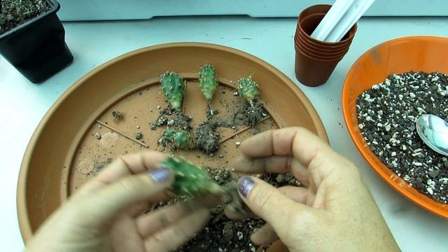 Mixed Cactus Plant Seedlings - Pricking out & Potting up & Tips смотреть онлайн