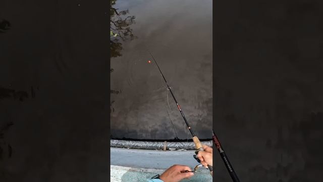 Caught a Snook on a Popping Cork Rig смотреть онлайн