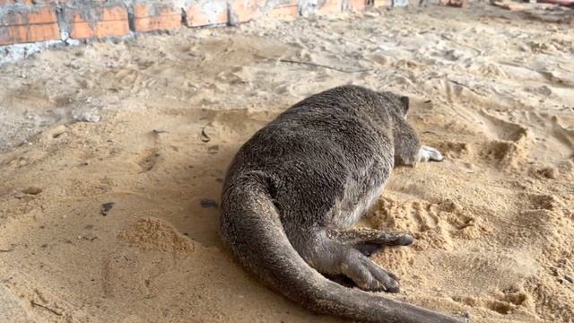 After Moon Na react play rain then rolling on sand смотреть онлайн
