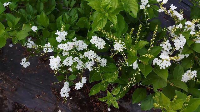 Cây chuỗi ngọc trắng смотреть онлайн