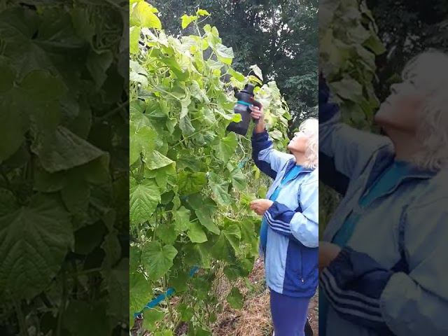 ОГУРЦЫ ОТКРЫТОГО ГРУНТА еще собираем. Делаю обработку луковым настоем по листу. 11 сентября смотреть онлайн