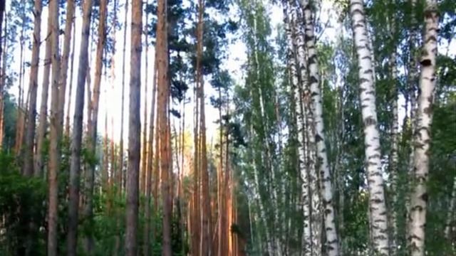 Пение птиц. Земляника, Гриб. Красота природы. смотреть онлайн