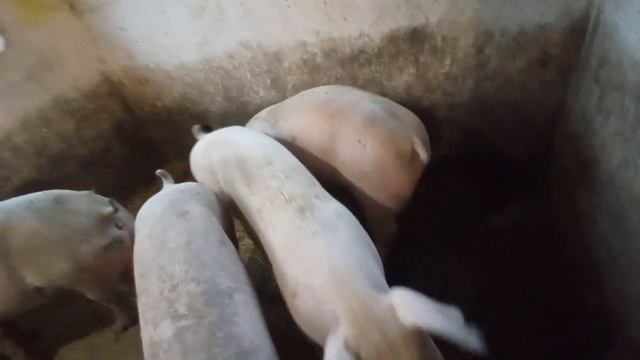 Найкращі породи свиней для відгодівлі // Забуваємо про суіферовіт можна потруїти свиней // смотреть онлайн