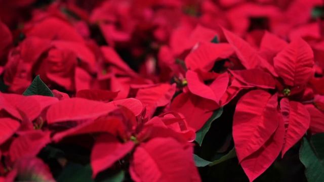 Christmas Florist Quality Poinsettias смотреть онлайн
