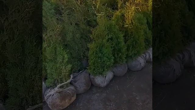 Туя западная Холмструп смотреть онлайн