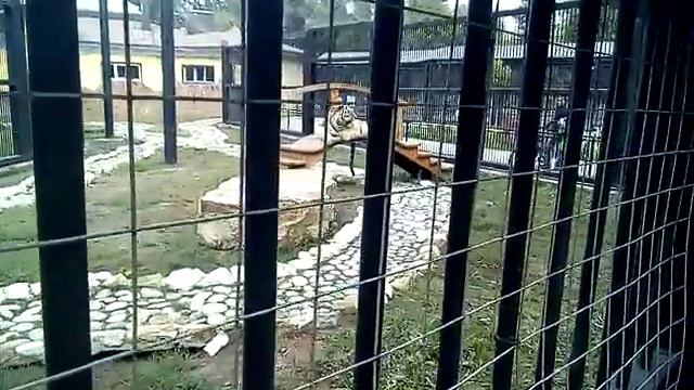 Тигр Зоопарк Воронежа смотреть онлайн