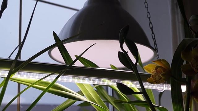 Орхидеи: мои УСЛОВИЯ содержания: видео №1-свет, впажность смотреть онлайн