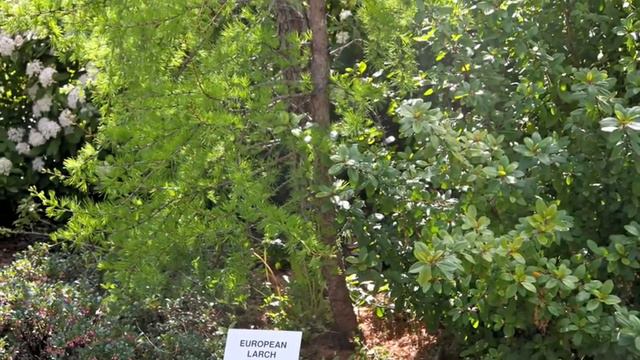 RCC Arboretum Tour смотреть онлайн