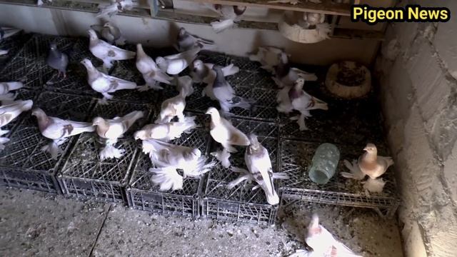Чудо ГОЛУБИ смотреть онлайн