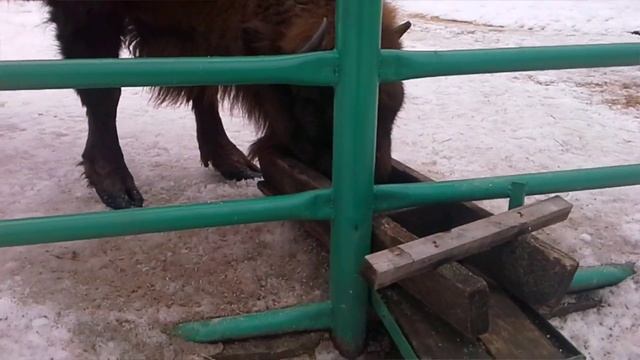 Приокско-Террасный заповедник, зубры и бизоны) смотреть онлайн
