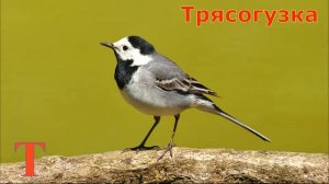 Животные для детей на букву Т.