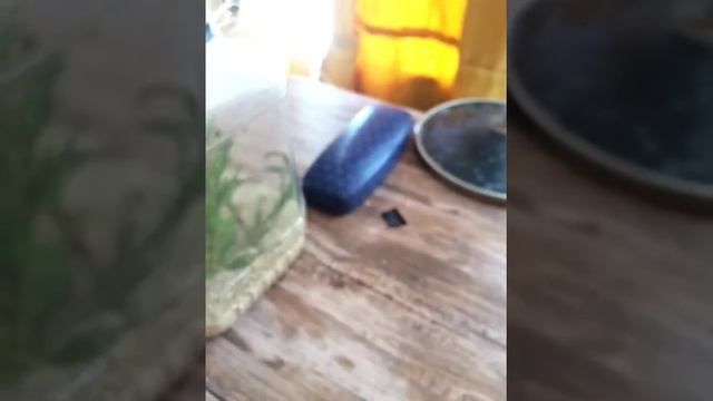 Словил богомола неизвестного вида !!!