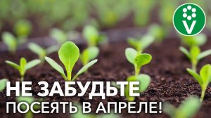 ЧТО ОБЯЗАТЕЛЬНО БУДУ СЕЯТЬ В АПРЕЛЕ: полный список овощей на рассаду в 2022 г