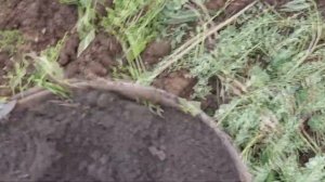 ВЫСОКИЕ ГРЯДКИ.ОКАЗАЛОСЬ НЕ ТАК ВСЕ ПРОСТО  НАПОЛНЯТЬ ГРЯДЫ. РАБОТА В ОГОРОДЕ.РАБОТА НА ДАЧЕ