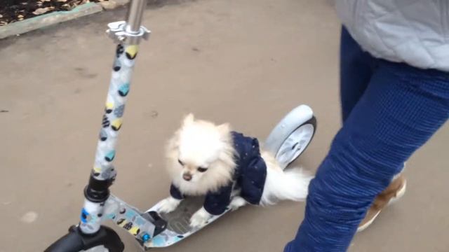 А я люблю ездить на самокате!!! Аф-аф! смотреть онлайн