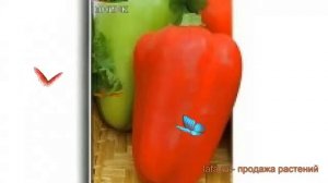 Перец сладкий Нежность (nezhnost nezhnost) ? перец Нежность обзор: как сажать семена перца Нежность