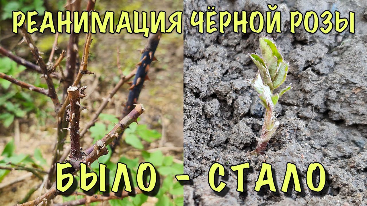ЛЮДИ НЕ ВЕРИЛИ, а ВСЁ ПОЛУЧИЛОСЬ! ЧЁРНАЯ роза ПРОСНУЛАСЬ после РЕАНИМАЦИИ! Как ПОМОЧЬ СЛАБЫМ росткам смотреть онлайн