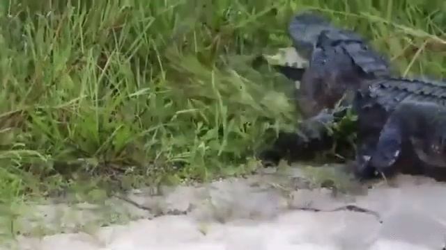 Черепаха не обед кркокодила